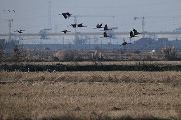birds in flight