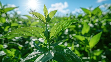 Obraz premium Vibrant Green Plant Leaves Basking In Sunlight