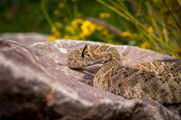 Western Diamondback Rattlesnake Coiled on a Rock with Tongue Flicking in a Desert Wildflower Setting