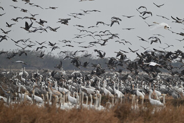 flock of seagulls on the beach