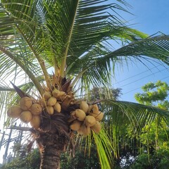 Yellow coconut (Cocos Nucifera) surrounded by palm fronds at the top of a tropical palm tree. Yellow coconut fruits on coconut tree. Natural sunlight on the left side. Tropical and holiday concept.