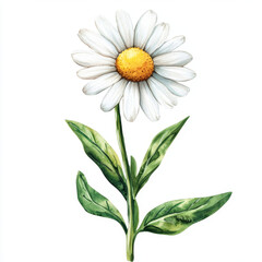 Fototapeta premium beautiful chamomile flower with white petals and yellow center, surrounded by green leaves, symbolizes tranquility and nature beauty