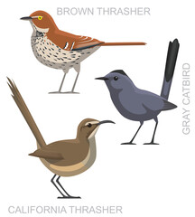 Bird Catbird Thrasher Set Cartoon Vector