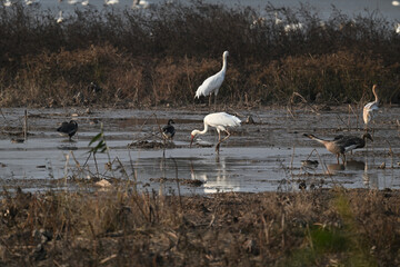 great blue heron ardea cinerea