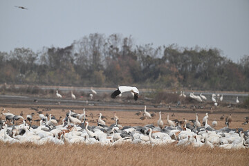 flock of sheep in the field