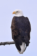 An American bald eagle (Haliaeetus leucocephalus) perched in a cottonwood tree surveys Alaska's boreal forest.