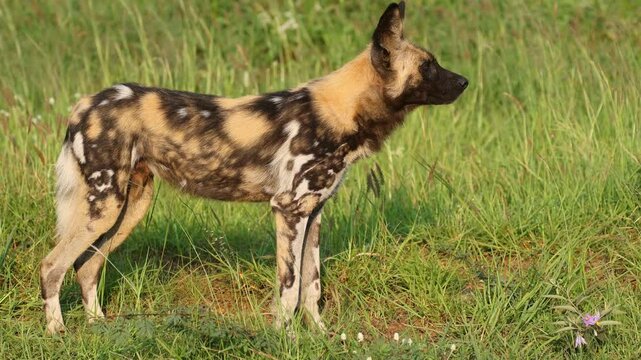 African wild dog or painted hunting dog (Lycaon pictus) standing in natural habitat, Madikwe game reserve, South Africa