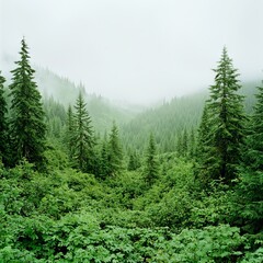 Fototapeta premium Lush green forest landscape shrouded in mist with tall trees and dense foliage