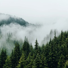 Lush green forest shrouded in mist, creating a serene and tranquil atmosphere