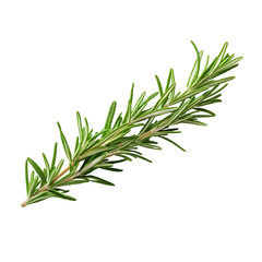 Fototapeta premium Fresh Rosemary Sprig Isolated on Black Background Culinary Herb