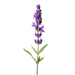 Fototapeta premium Lavender sprig isolated black background purple flowers herbal plant nature botanical floral bloom aroma fragrance