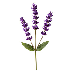 Obraz premium Lavender sprig on black background elegant floral design purple flowers green leaves botanical illustration