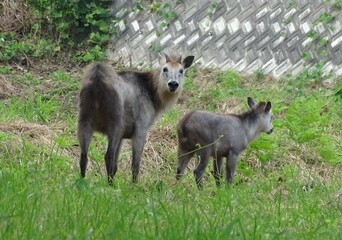 ニホンカモシカの親子