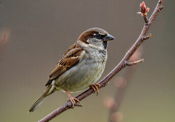 Naklejka premium Sparrow perched on a branch in spring, showcasing natural beauty and vibrant new growth in the background