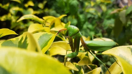 a praying mantis (mantis religiosa) in the leaves is looking at the camera
