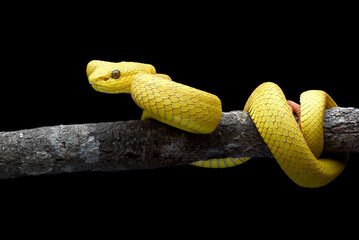 Yellow white-lipped pit viper in black background
