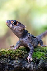 little dragon from east indonesia, crocodile skink