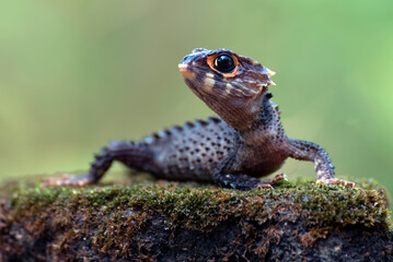 little dragon from east indonesia, crocodile skink