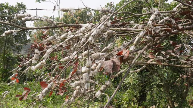 The air layering or marcotting, a method of plant propagation on the Indian almond tree	
