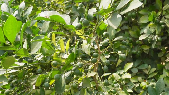 Murraya paniculata fruits with its leaves in close up 
