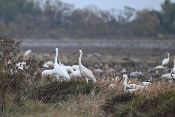 swans on the river