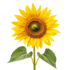Obraz premium Vibrant Sunflower Isolated on Black Background,