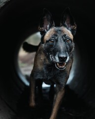 Alert Belgian Malinois in Tunnel