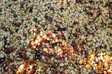 Coffee beans drying in the sun. Coffee plantations at coffee farm