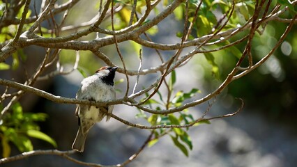 Small white bird perched on a tree branch