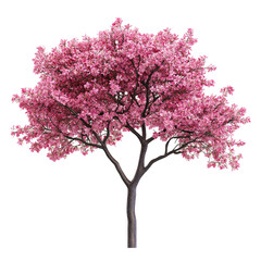 Pink flowering tree in full bloom springtime blossom nature beauty floral tree bark branches petals delicate vibrant pink flowers