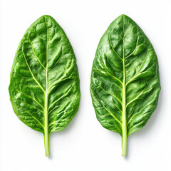 Obraz premium Fresh green spinach leaves on white background, perfect for salads and healthy dishes