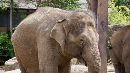 Naklejka premium Elephants at the Sydney Zooe