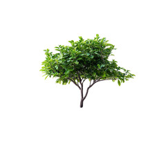 Lush Green Tree Isolated on Black Background Nature Photography Plants Greenery