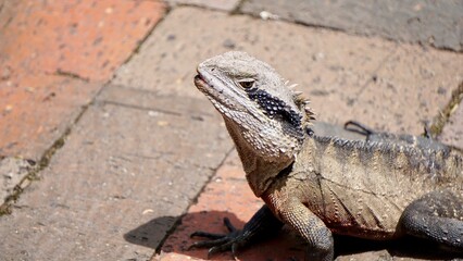 Bearded dragon lizard sun bathing on a brick road