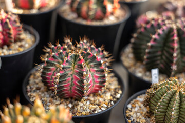 Gymnocalycium mihanovichii is a type of cactus or succulents