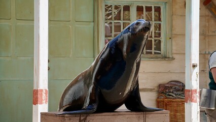 Closeup of a sea lion at the Sydney zoo