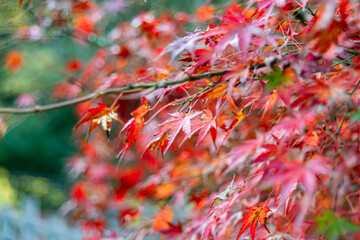 もみじ紅葉