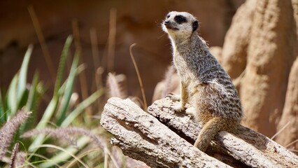 Closeup of African Meerkat on the lookout