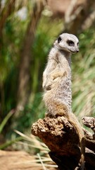 Closeup of African Meerkat on the lookout