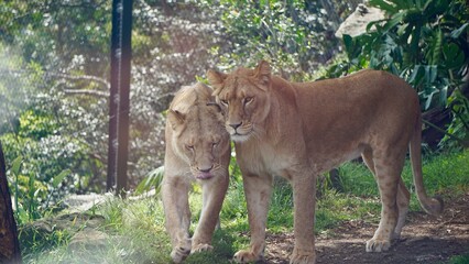 Group of two lionesses
