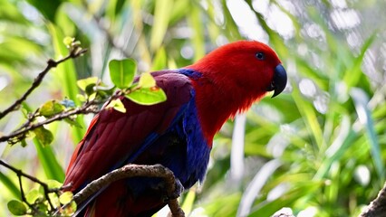 Vibrant colored parrot close up portrait
