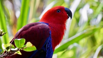 Vibrant colored parrot close up portrait