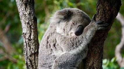 Closeup of a sleeping panda on the tree branch