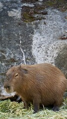 Closeup of a large brown capybara at the Sydney Zoo