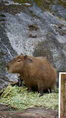 Closeup of a large brown capybara at the Sydney Zoo