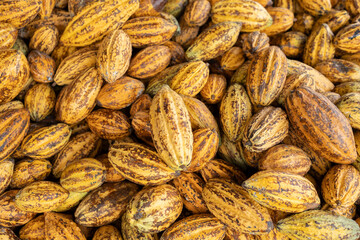 Cocoa beans and cocoa pod on a wooden surface.