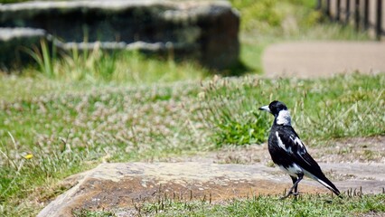 Black and White bird on the ground with rock and grass