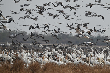 Fototapeta premium seagulls on the beach