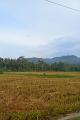 green field and blue sky