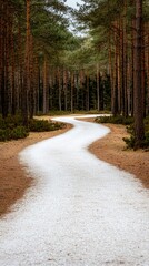 Fototapeta premium Serpentine Pathway Through Lush Pine Forest Inviting Tranquil Exploration